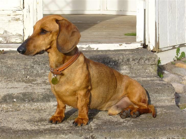 Gravhund  Immer billede 1