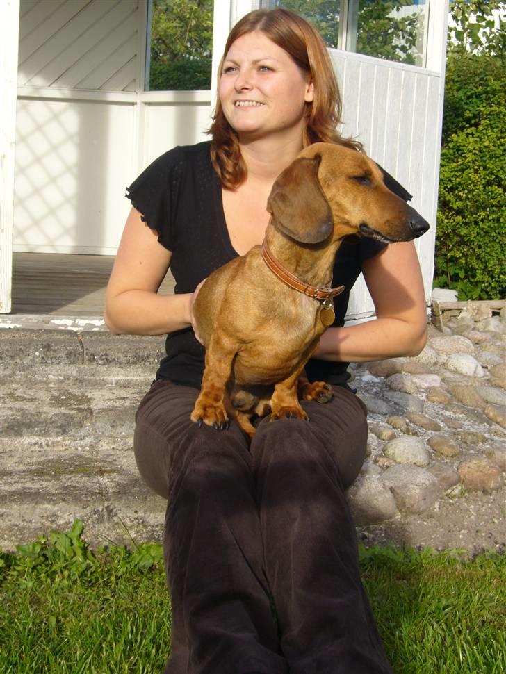 Gravhund  Immer billede 2