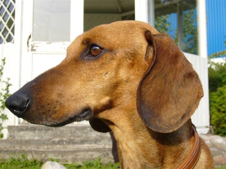 Gravhund  Immer billede 3