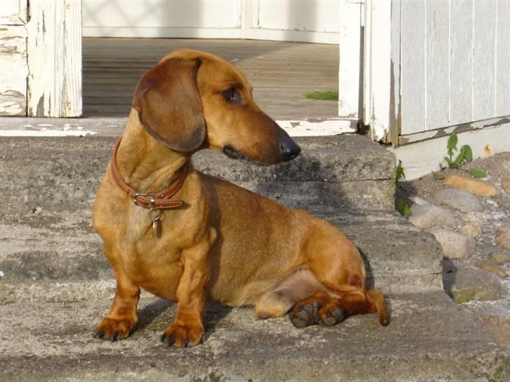 Gravhund  Immer billede 9