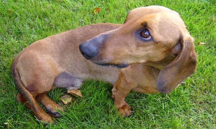 Gravhund  Immer billede 13