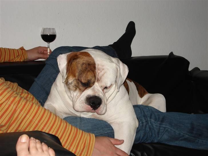 Amerikansk bulldog Ludwig  - Jeg hænger, hvor man kan hænge og der var lige plads her... billede 16