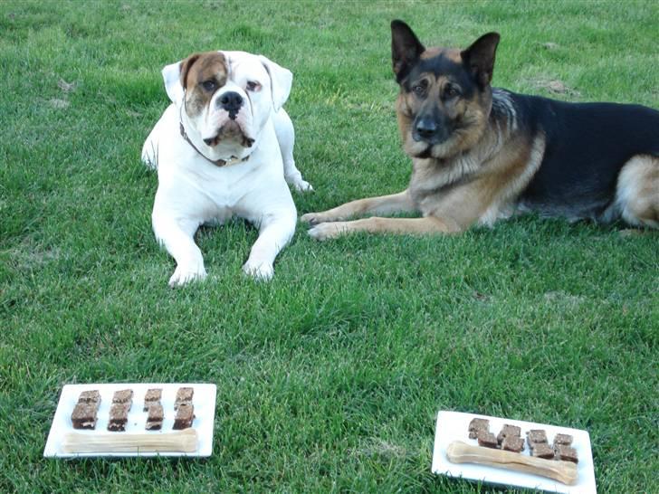 Amerikansk bulldog Ludwig  - Brormand Jerry har fødselsdag og jeg skal heller ikke snydes. Leverhapser og stort kødben, MUMS! billede 17
