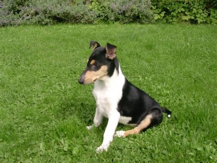 Collie korthåret Sirius.  billede 6