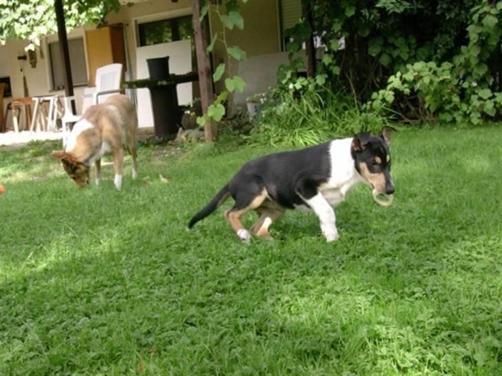 Collie korthåret Sirius.  billede 7