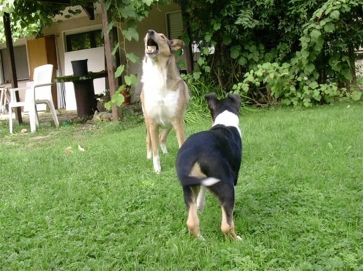 Collie korthåret Sirius.  billede 8