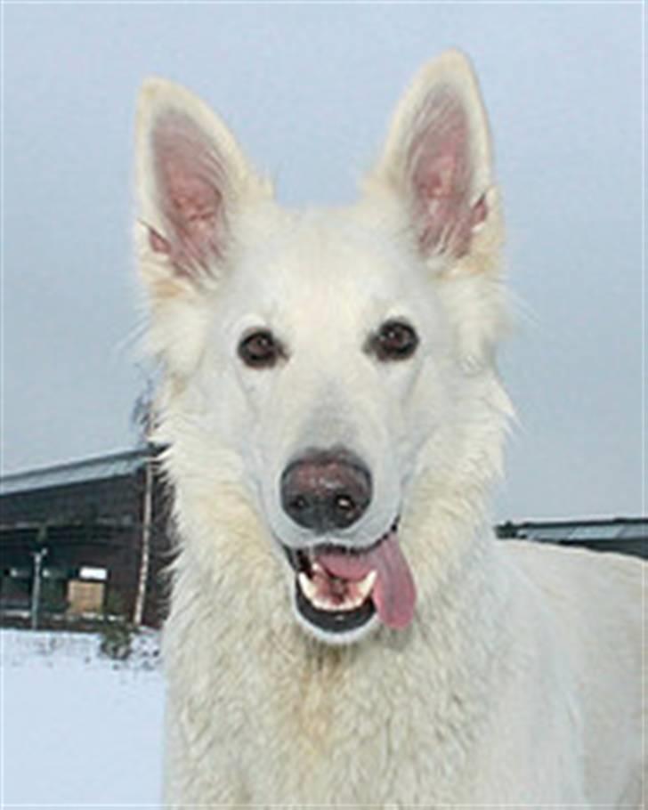 Hvid schæfer Fancy-Cheri - Charme Trold... det er jo mig :-)) billede 1