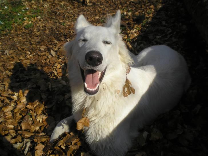 Hvid schæfer Fancy-Cheri - Er der nogen der har nogen sol briller ? billede 3