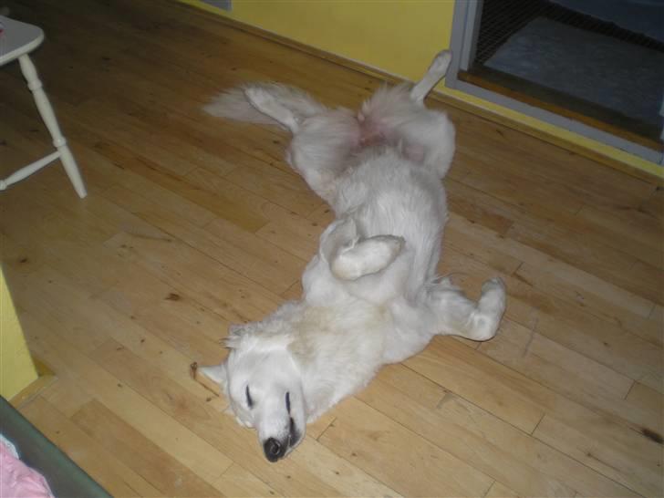 Hvid schæfer Fancy-Cheri - Nå ja... Træt kan man vel blive. billede 4