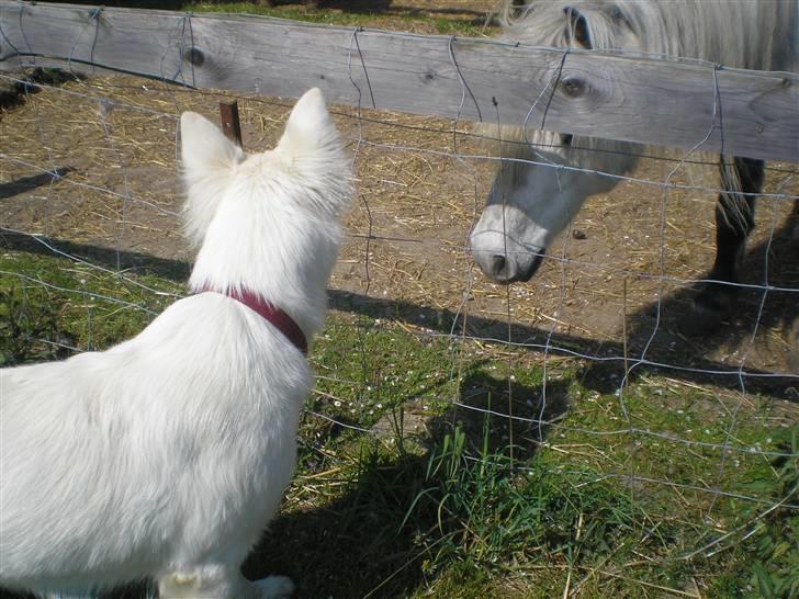 Hvid schæfer Fancy-Cheri - Øhhhh stor hund ??  billede 5