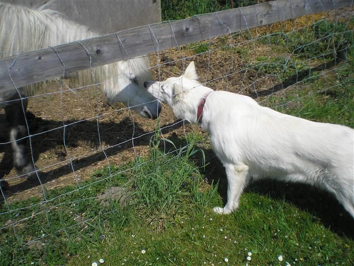 Hvid schæfer Fancy-Cheri - Ja jeg tør godt sige dav.. jeg er jo en tiger... billede 6