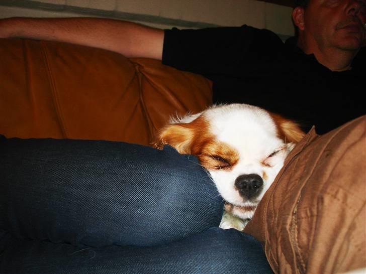 Cavalier king charles spaniel Fie - tager lige en lur:) billede 14