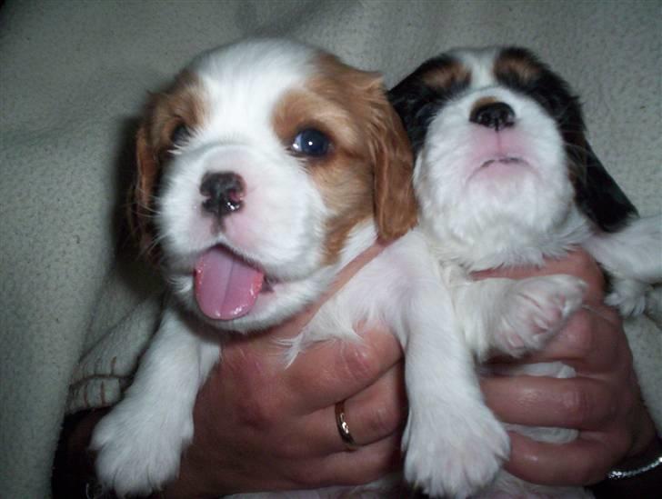 Cavalier king charles spaniel Fie - fies søskende :P billede 15