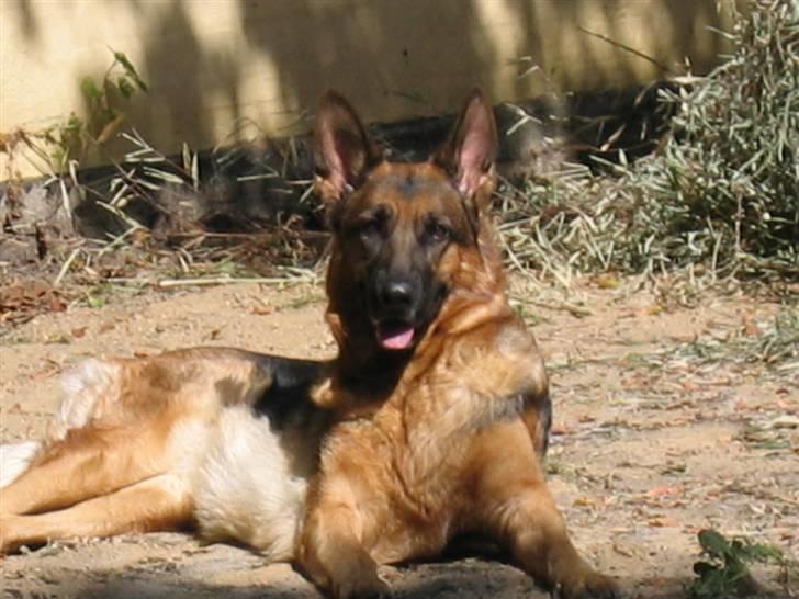 Schæferhund Jennie <3 † DØD † R.I.P - SAVNER DIG :( billede 9