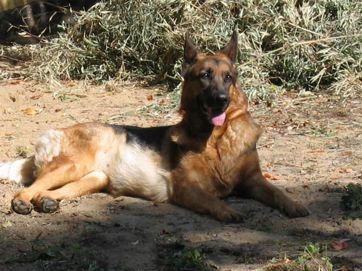 Schæferhund Jennie <3 † DØD † R.I.P - SAVNER DIG :( billede 10