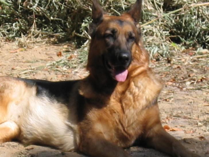 Schæferhund Jennie <3 † DØD † R.I.P - SAVNER DIG :( billede 11