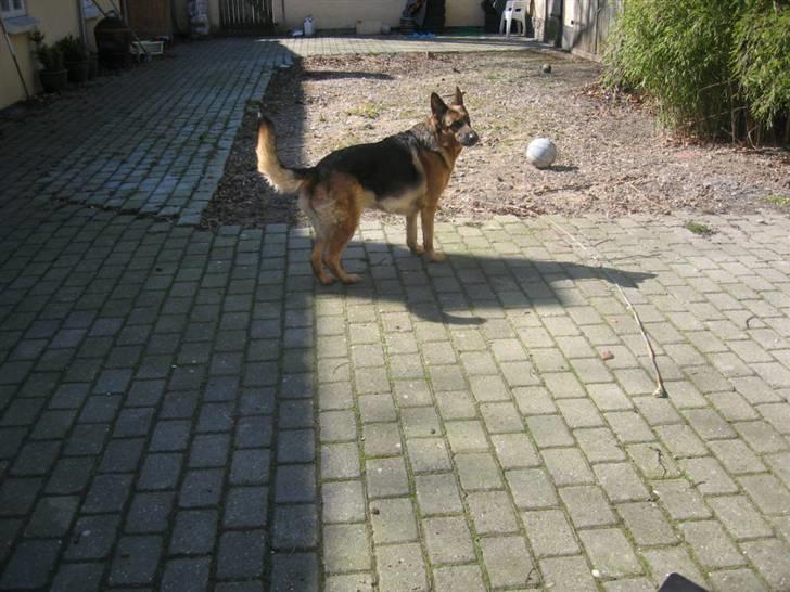 Schæferhund Jennie <3 † DØD † R.I.P - SAVNER DIG :( billede 12