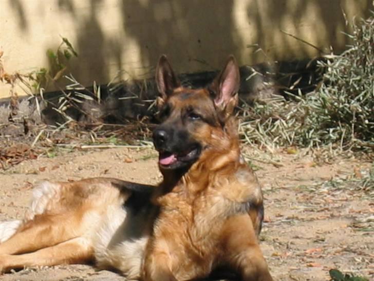 Schæferhund Jennie <3 † DØD † R.I.P - SAVNER DIG :( billede 13