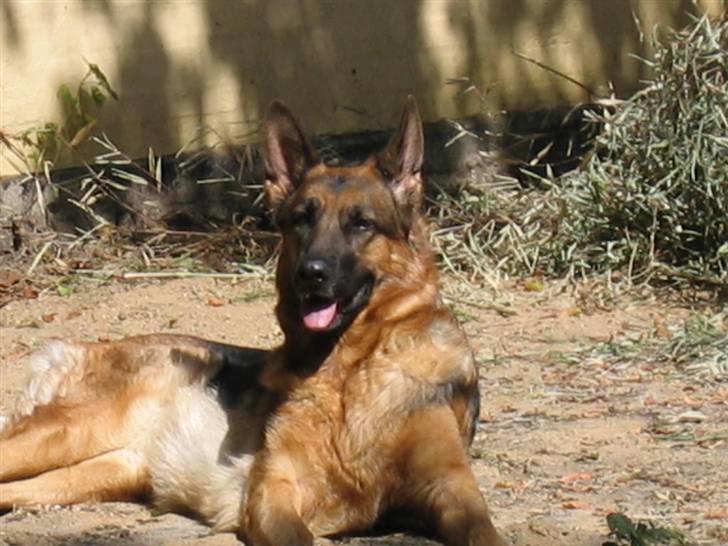 Schæferhund Jennie <3 † DØD † R.I.P - SAVNER DIG :( billede 14