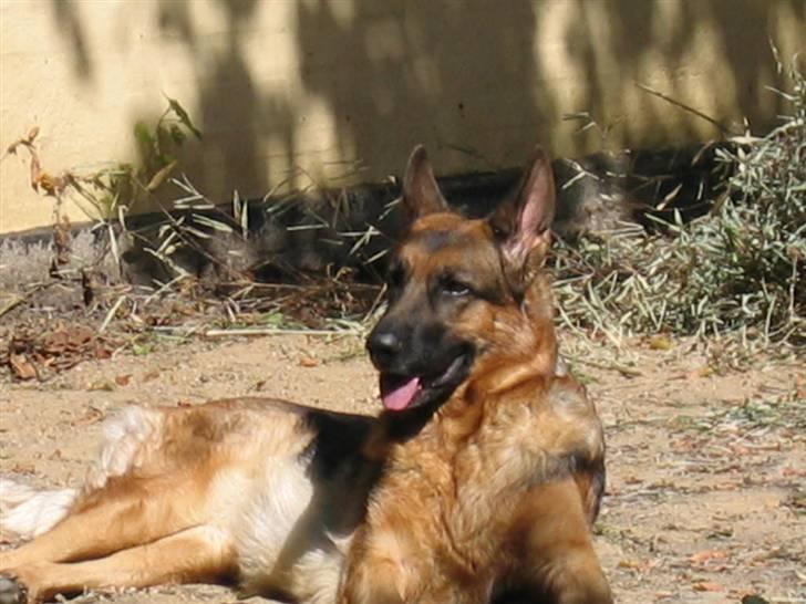 Schæferhund Jennie <3 † DØD † R.I.P - SAVNER DIG :( billede 15