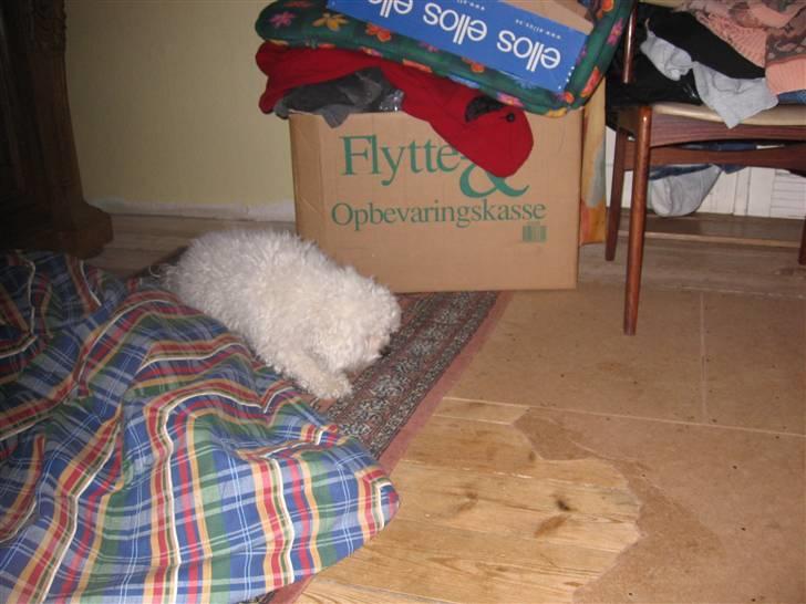 Bichon à poil frisé Bonnie <3 † DØD † R.I.P - R.I.P billede 10