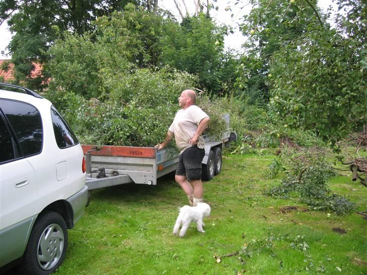 Bichon à poil frisé Bonnie <3 † DØD † R.I.P - R.I.P billede 11