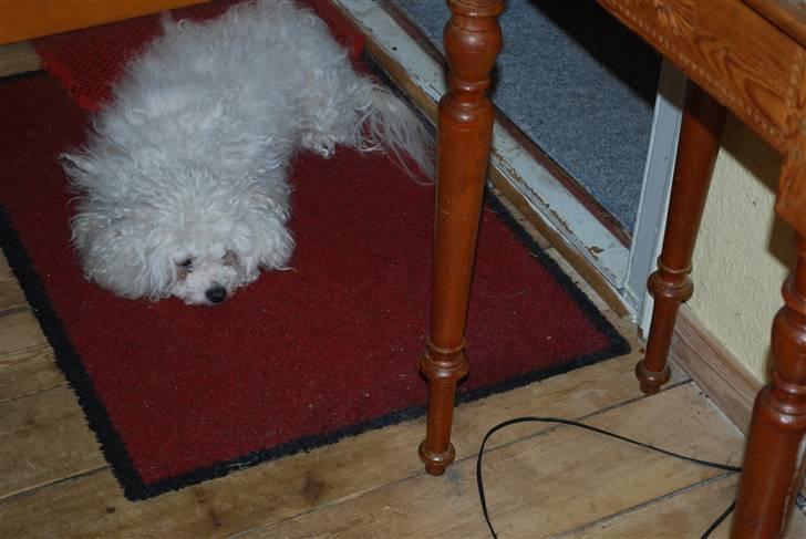 Bichon à poil frisé Bonnie <3 † DØD † R.I.P - R.I.P billede 12