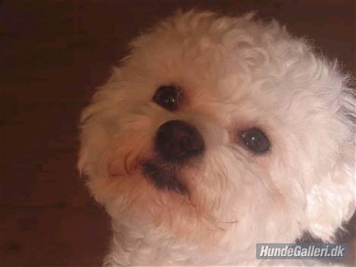 Bichon à poil frisé Bonnie <3 † DØD † R.I.P - R.I.P billede 13