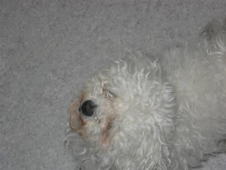 Bichon à poil frisé Bonnie <3 † DØD † R.I.P - R.I.P billede 14