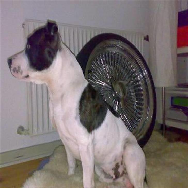 Staffordshire bull terrier TAICO PIRÉZ billede 19