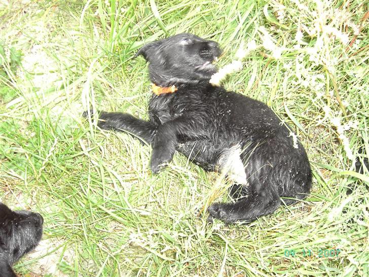 Blanding af racer Zhila E - Ronja ruler sig idet høje siv efter n tur i hvet billede 4