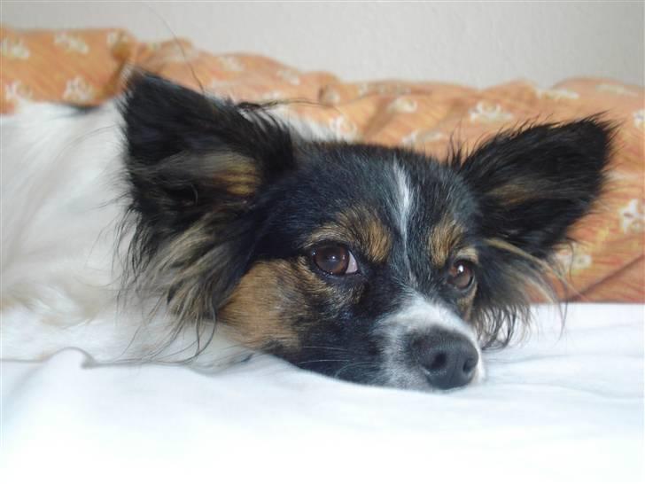 Papillon Chanel - Chanel - 19. juli 08 billede 19