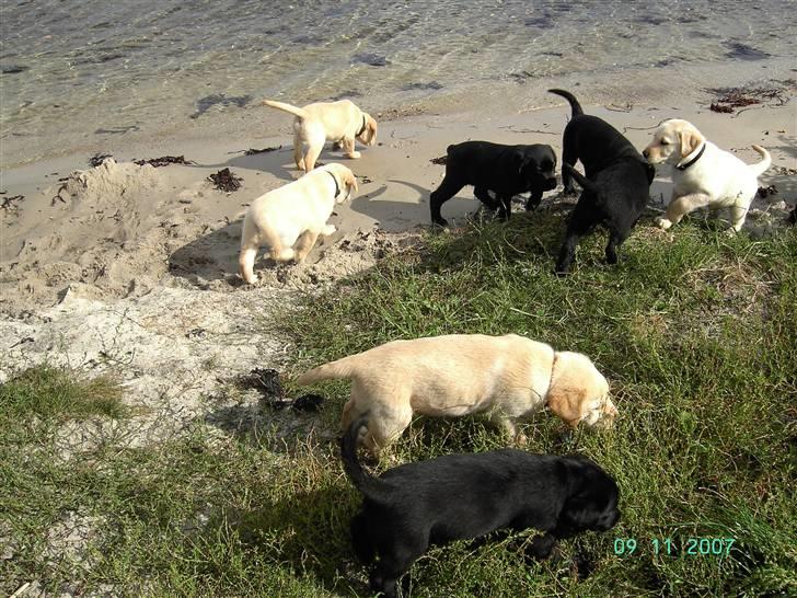 Blanding af racer Zhila E - Her er vi ved stranden.  billede 5