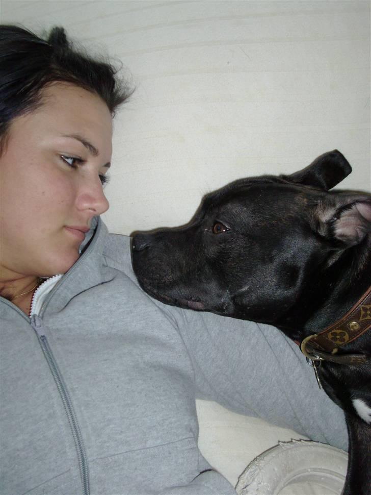 Staffordshire bull terrier     ITSO  24. okt - Os to... billede 6