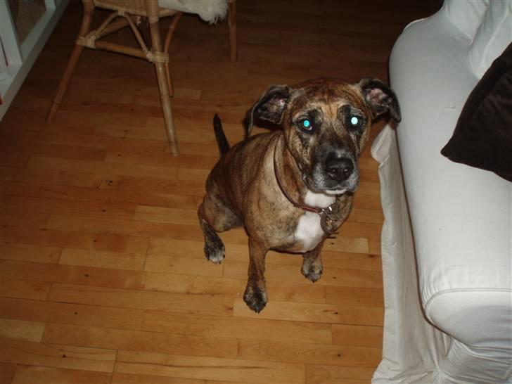 Blanding af racer Nuggi billede 3