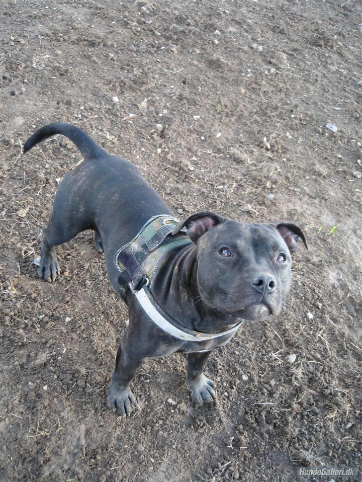 Staffordshire bull terrier     ITSO  24. okt billede 7