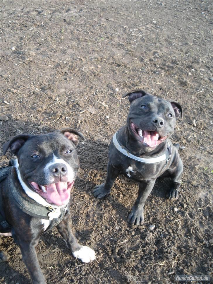 Staffordshire bull terrier     ITSO  24. okt billede 8