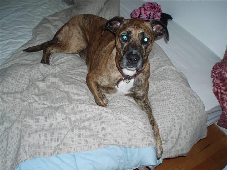 Blanding af racer Nuggi billede 4