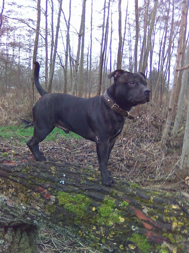 Staffordshire bull terrier     ITSO  24. okt billede 9