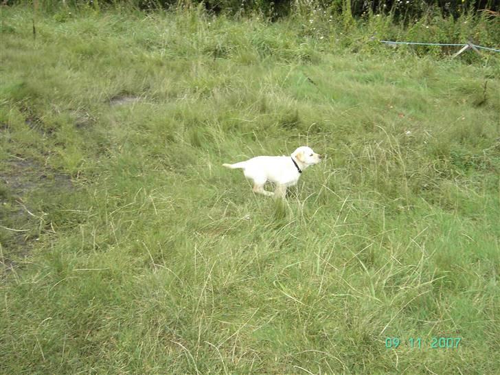 Blanding af racer Zhila E - Se mig, jeg kan flyve  billede 6