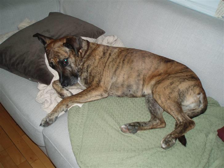 Blanding af racer Nuggi billede 5