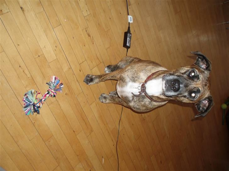 Blanding af racer Nuggi billede 6