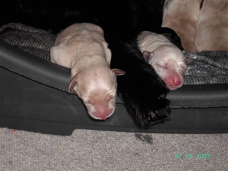 Blanding af racer Zhila E - Bittesmå baby hunde mellemmr pote billede 7