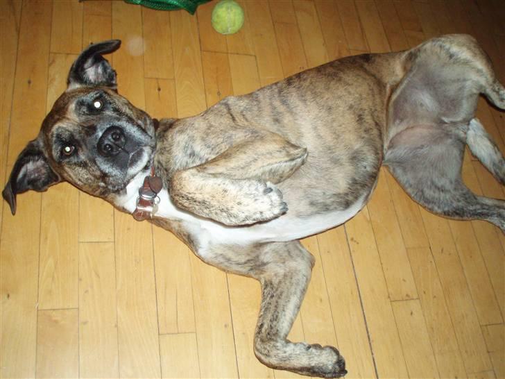 Blanding af racer Nuggi billede 7