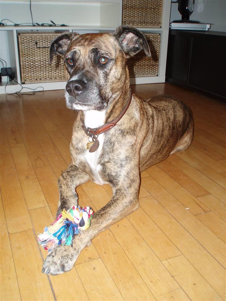 Blanding af racer Nuggi billede 8