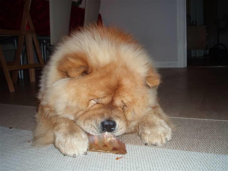 Chow chow Tyson billede 2