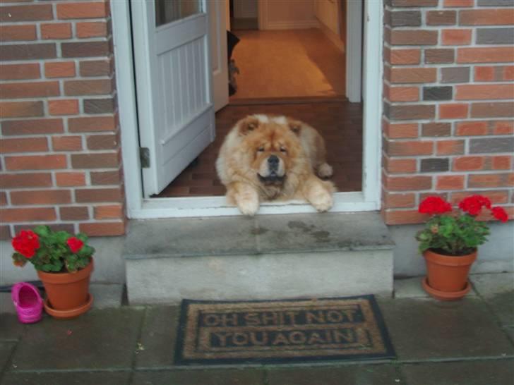 Chow chow Tyson billede 3