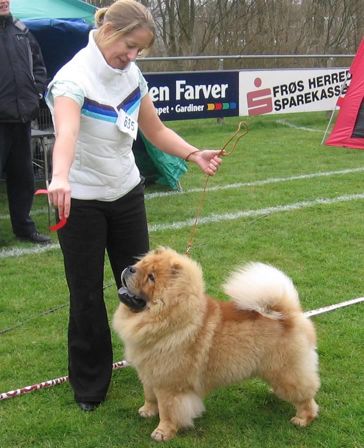 Chow chow Tyson billede 4