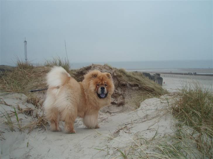 Chow chow Tyson billede 5