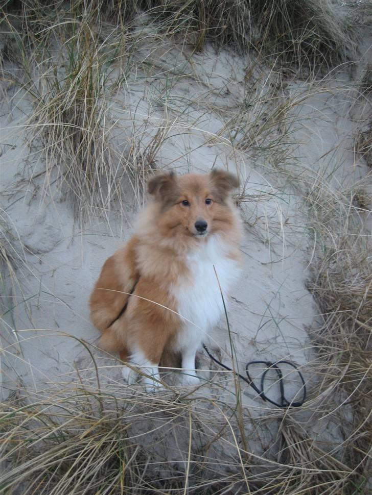 Shetland sheepdog Aslan (2009 død) - Hej jeg hedder Prince Aslan,men bare kald mig Aslan billede 1